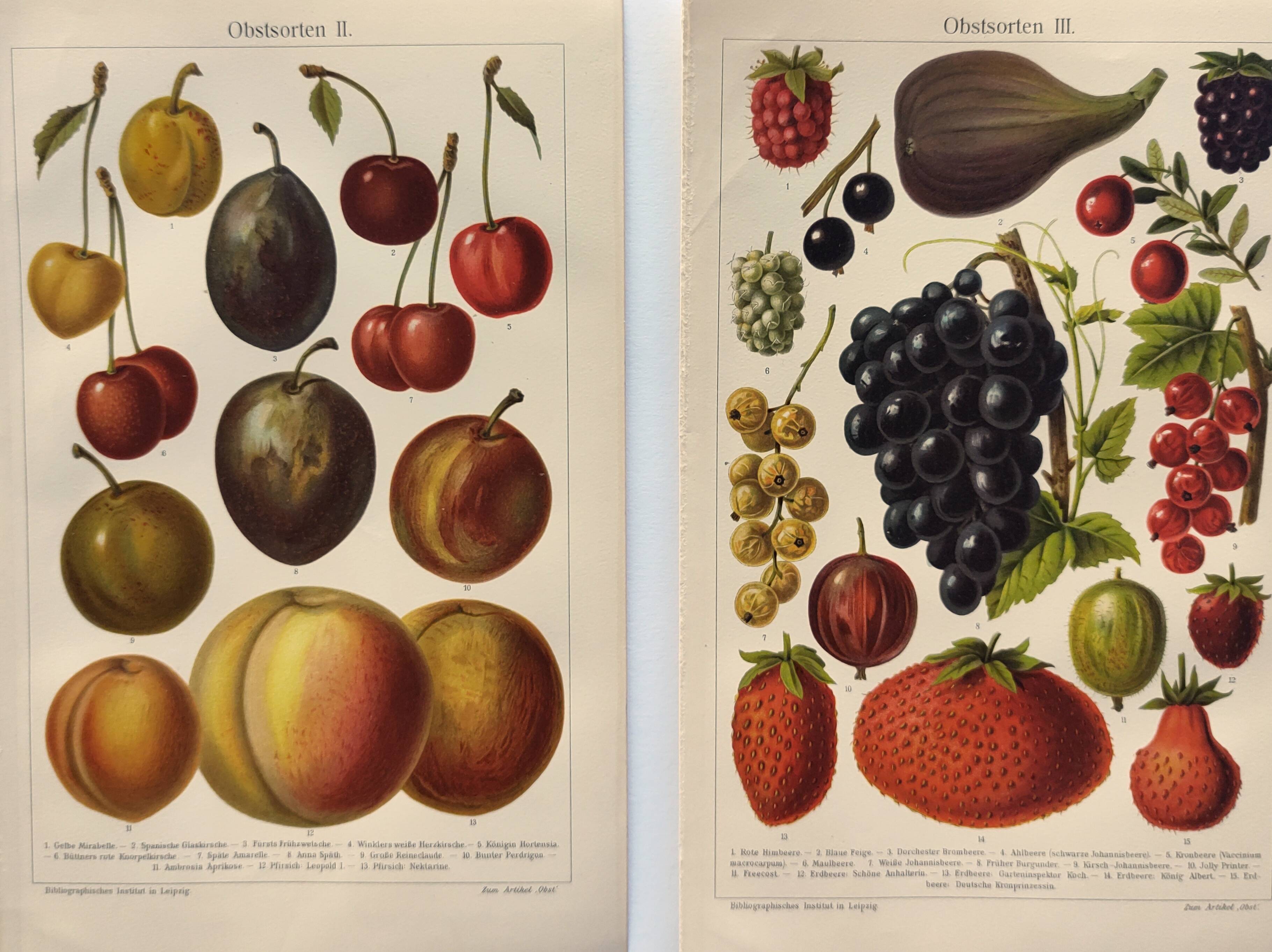 2 Engravings from 1909 - Fruit varieties - Strawberry, Grape and Cherry - Old German plates