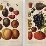 2 Engravings from 1909 - Fruit varieties - Strawberry, Grape and Cherry - Old German plates