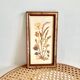 Botanical herbarium framed