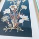 Framed seagrass beds