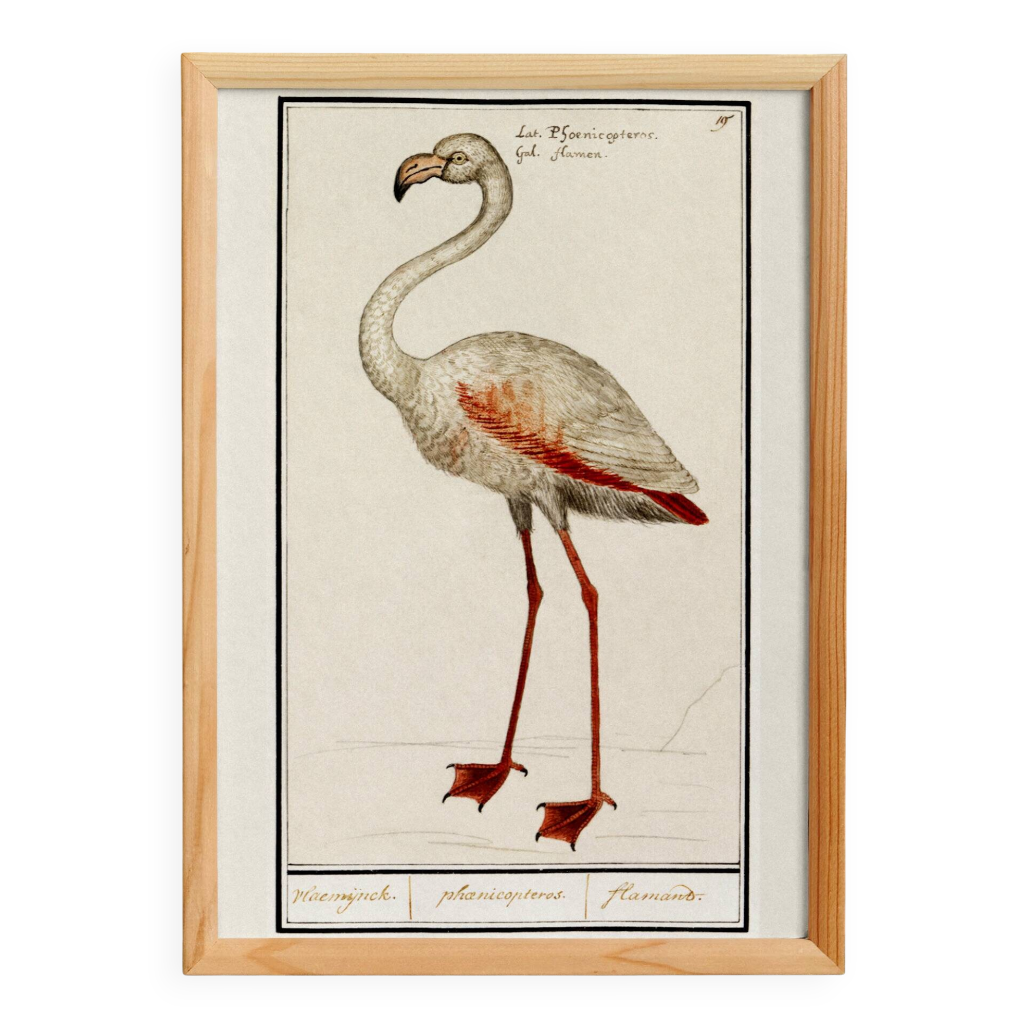 Small poster about the pink flamingo, after an old engraving from 1610.