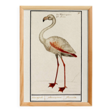 Small poster about the pink flamingo, after an old engraving from 1610.