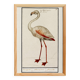 Small poster about the pink flamingo, after an old engraving from 1610.