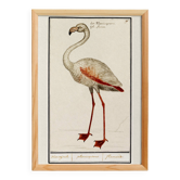 Petite affiche sur le Flamant rose, d'après une gravure ancienne de 1610.