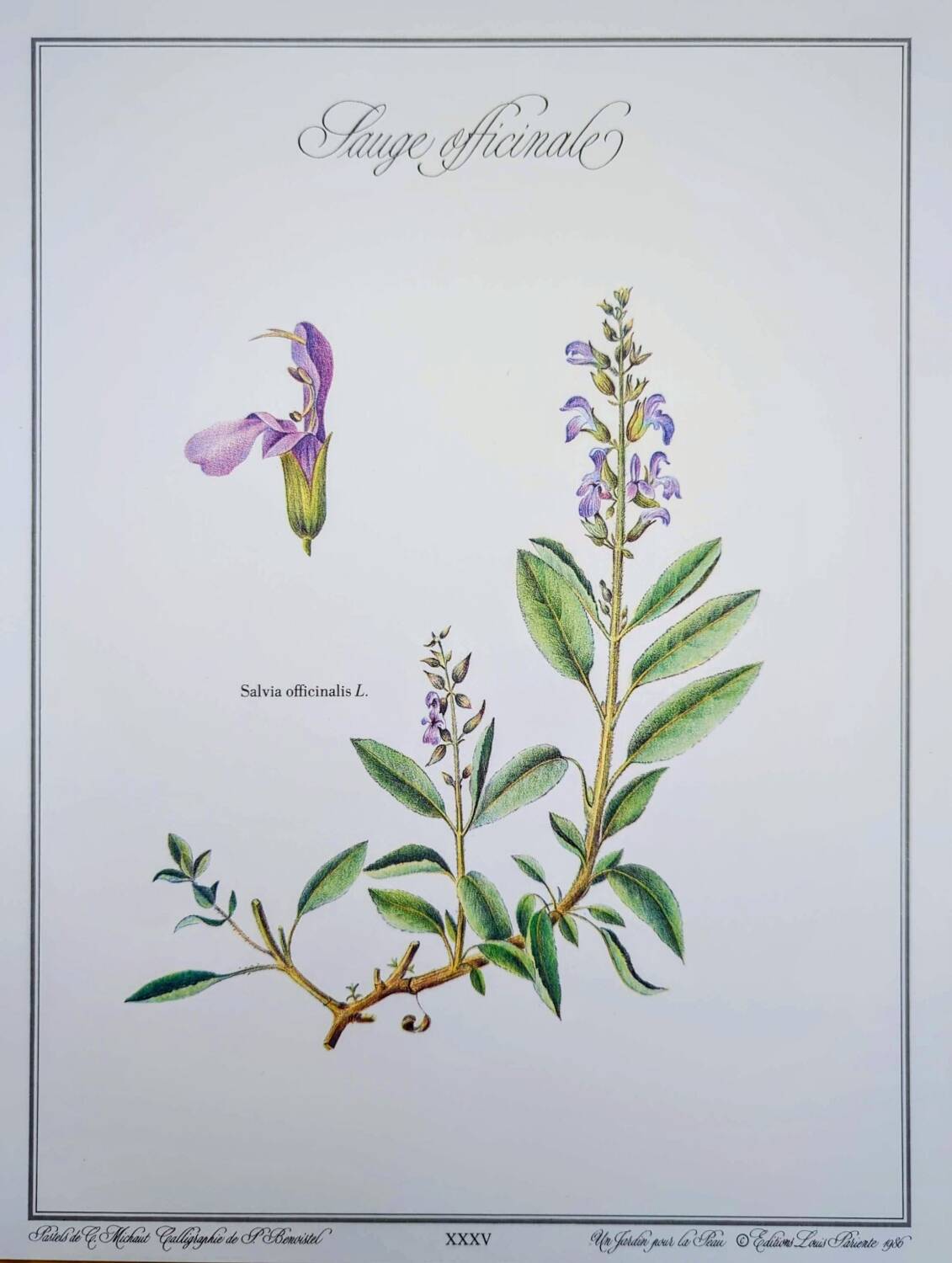 Printed in 1986, the Sage. Vintage Botany.