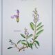 Printed in 1986, the Sage. Vintage Botany.