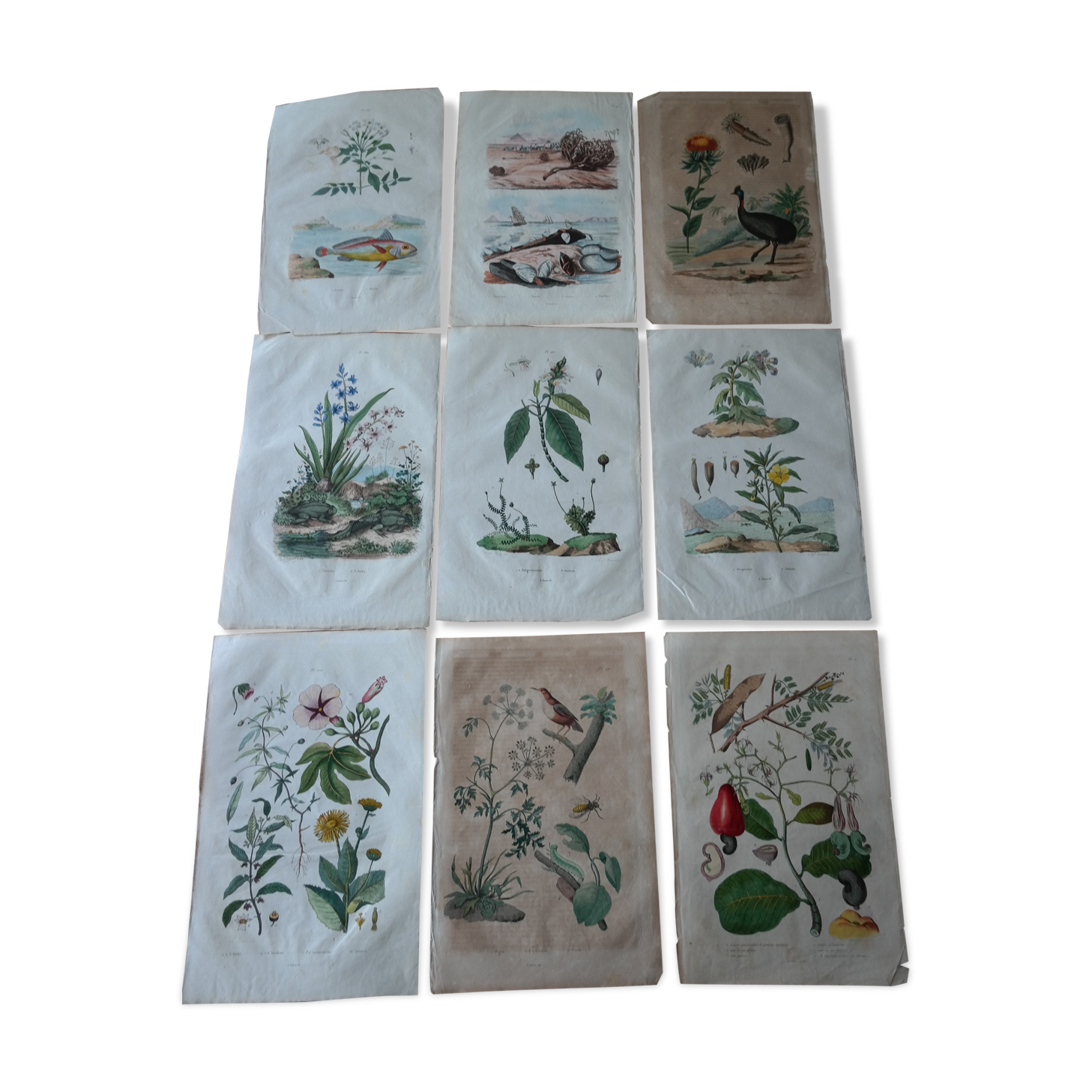 Lot of 9 old naturalist boards