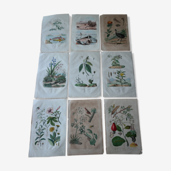 Lot de 9 planches naturalistes anciennes