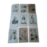 Lot of 9 old naturalist boards