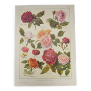 Original engraving from 1922 - Roses - Old plate of flowers by JM Dessertenne