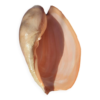 cymbuis shell
