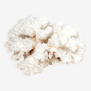 Branche de corail blanc 13x12cm