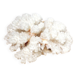 White coral branch 13x12cm