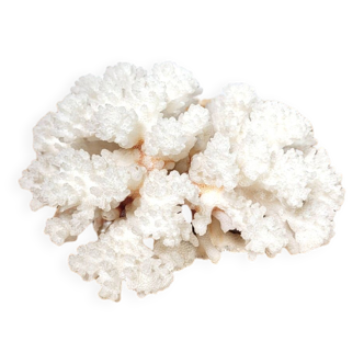 White coral branch 13x12cm