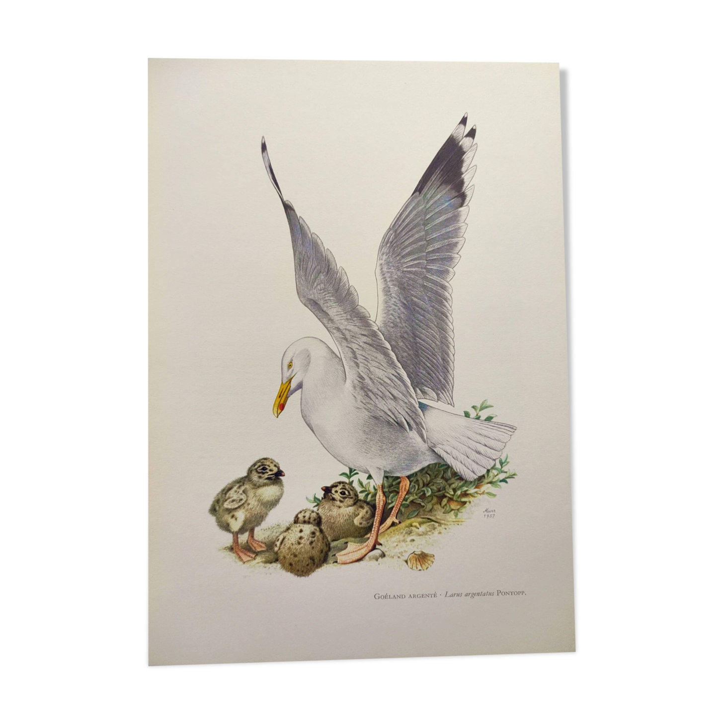 Antique bird print from the 1960s - Herring Gull. Nature illustration