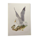 Antique bird print from the 1960s - Herring Gull. Nature illustration