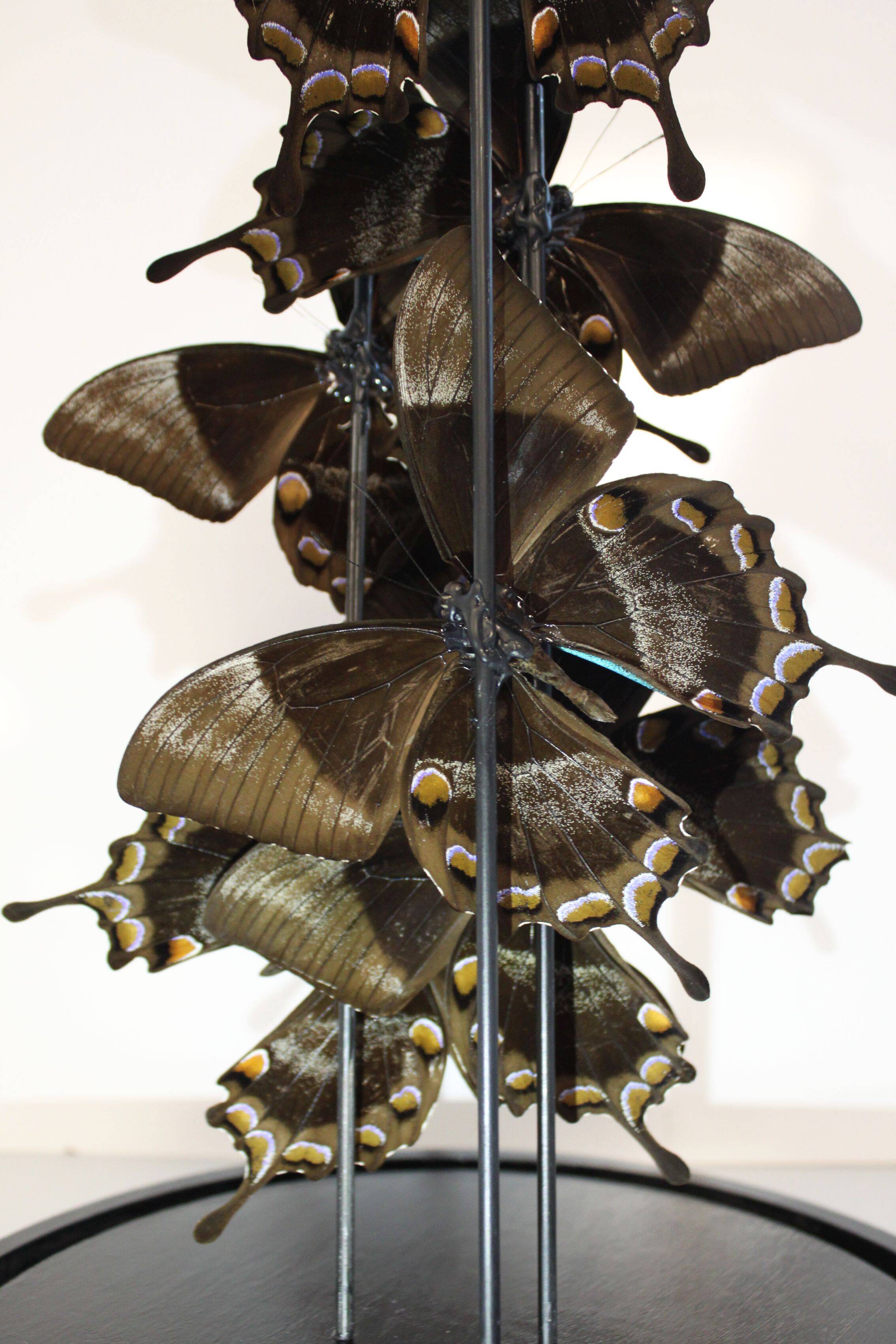 Flight of butterflies under globe.