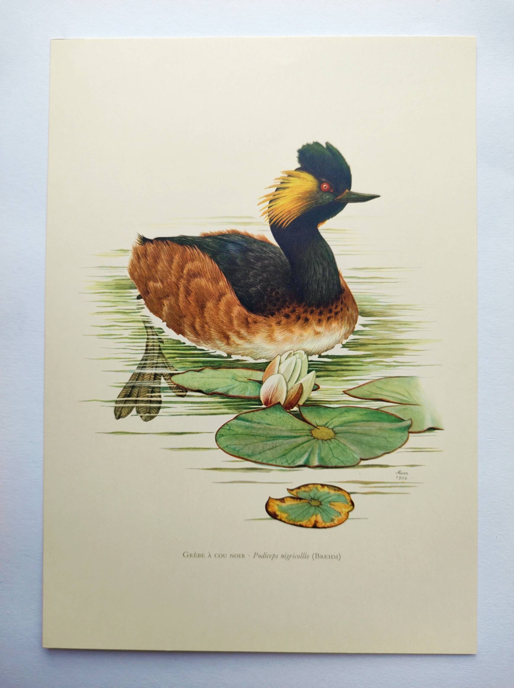 Antique bird plate from the 60s - Black-necked Grebe - Vintage illustration