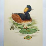 Antique bird plate from the 60s - Black-necked Grebe - Vintage illustration