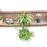 19th-century church pew, 245 cm long