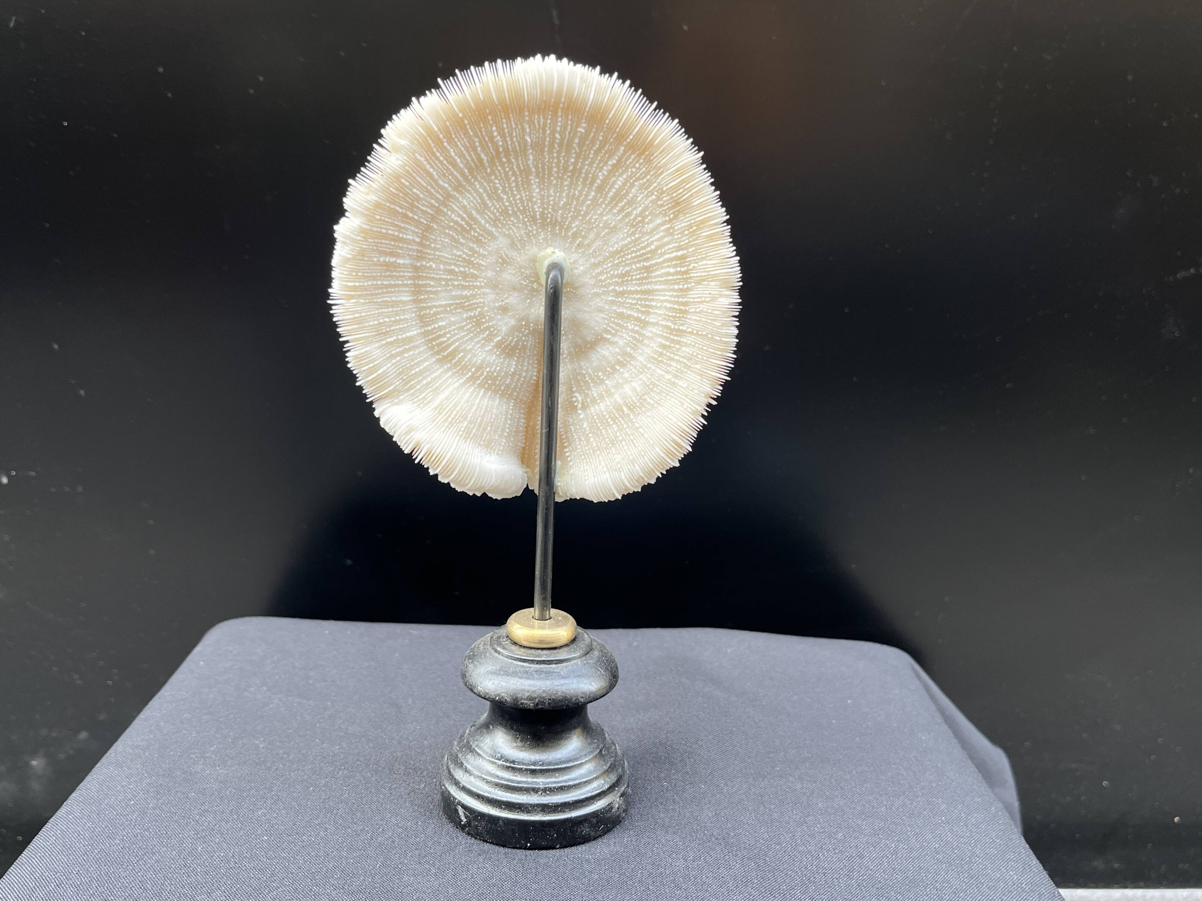 Antique natural white coral on a blackened wooden base, notebooks of curiosities