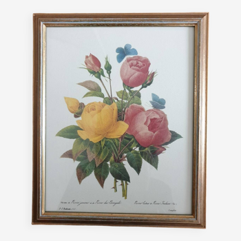 Botanical plate of Roses by PJ Redouté framed