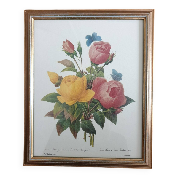 Planche botanique de Roses de P.J Redouté encadrée