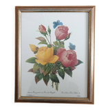 Planche botanique de Roses de P.J Redouté encadrée