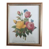 Botanical plate of Roses by PJ Redouté framed