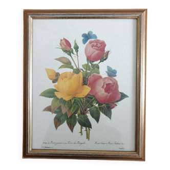 Botanical plate of Roses by PJ Redouté framed