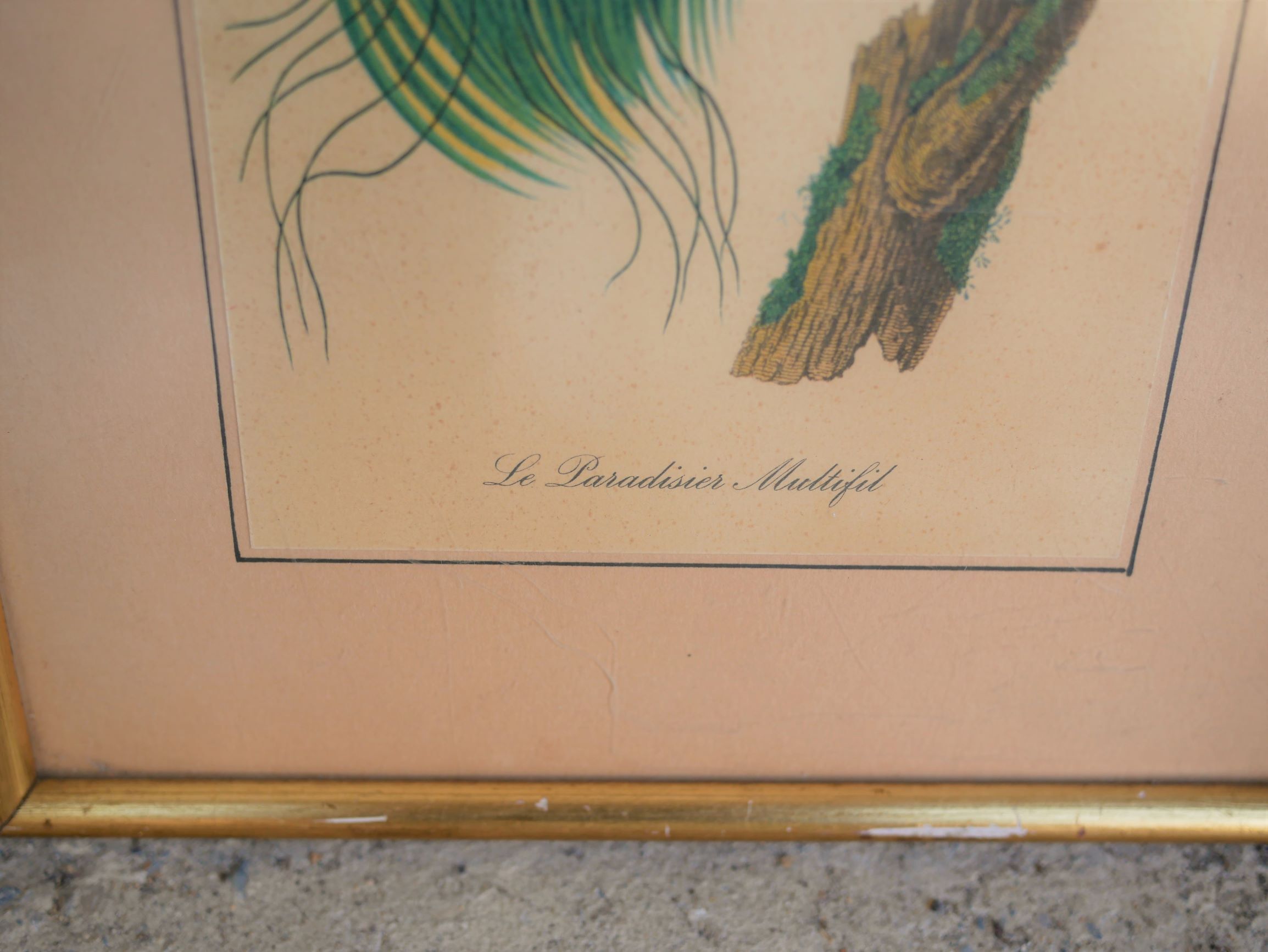 Bird the Multifil Paradise