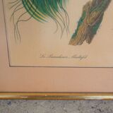 Bird the Multifil Paradise