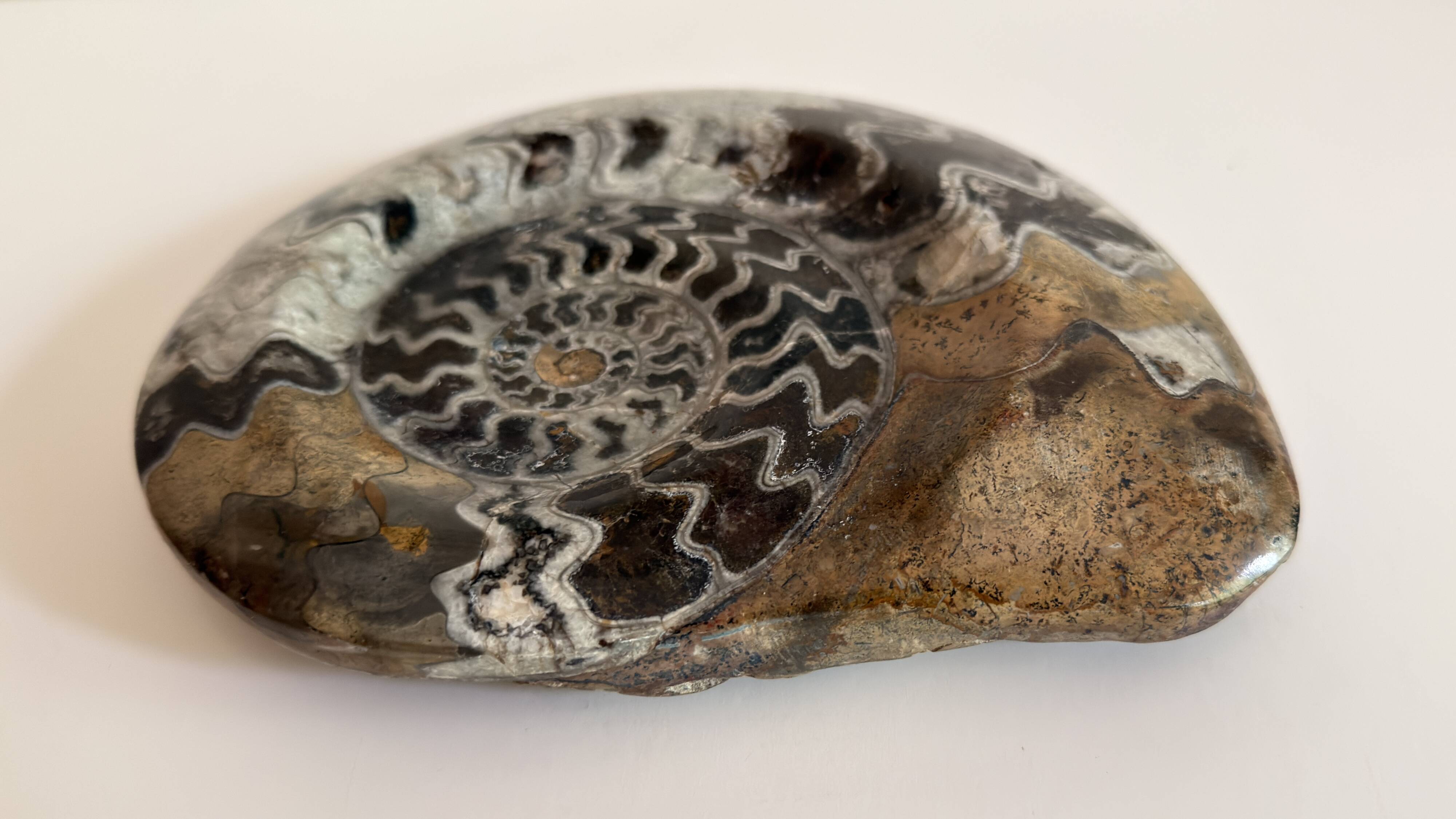 Fossile Goniatite (Maroc). Dimensions 18x15 cm