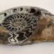 Fossile Goniatite (Maroc). Dimensions 18x15 cm
