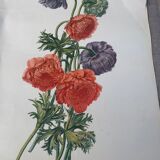 Lithographie gravure ancienne les anémones double, style herbier vintage et collector