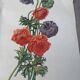 Lithograph, antique engraving double anemones, vintage and collector's herbarium style