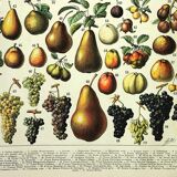 Botanical engraving 1897 A. Millot - Fruits 1, from our regions, varieties