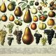 Botanical engraving 1897 A. Millot - Fruits 1, from our regions, varieties