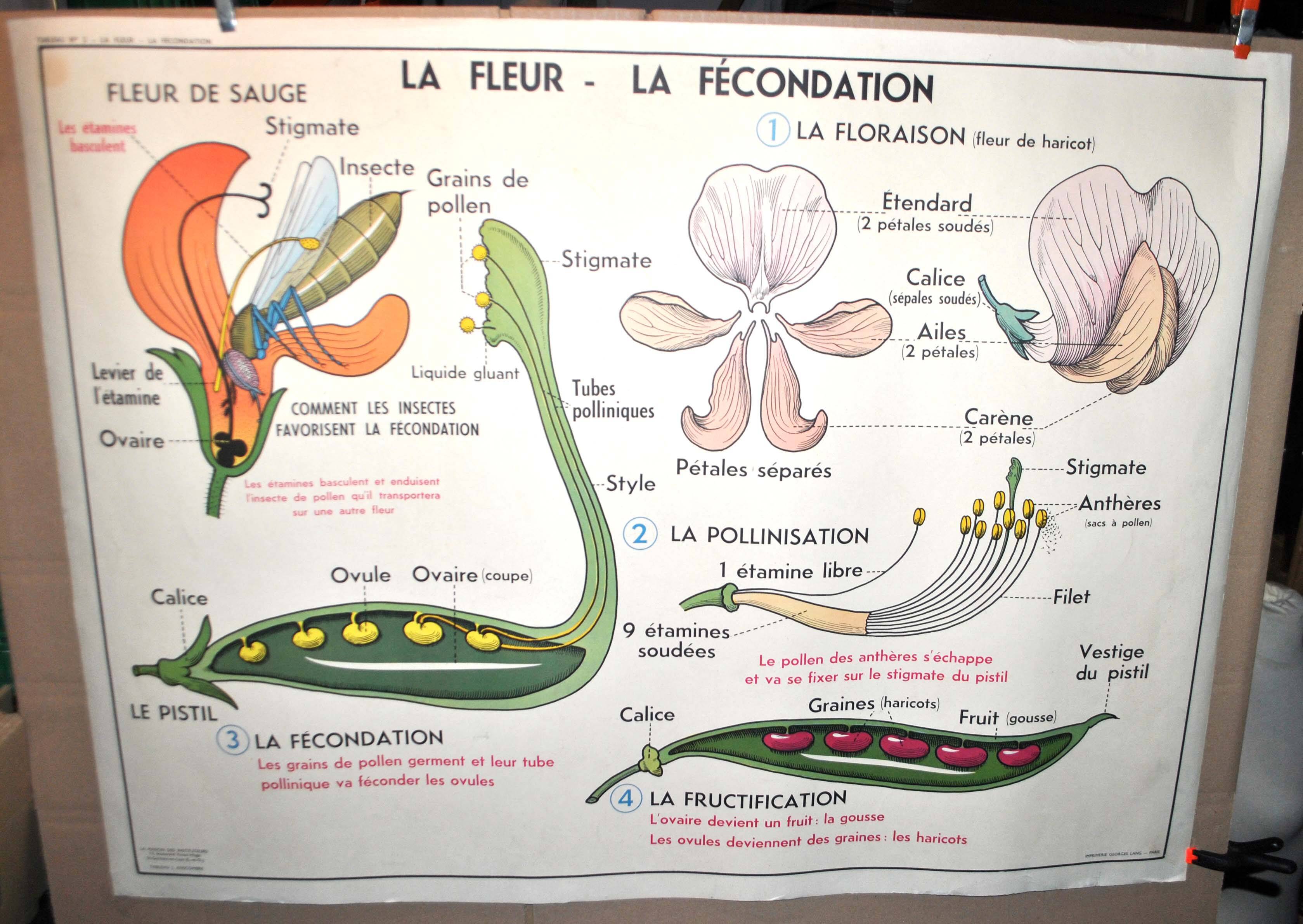 Nature school educational poster "plant multiplication" "the fertilization of a flower" lang