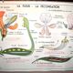 Nature school educational poster "plant multiplication" "the fertilization of a flower" lang