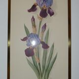 Pair of floral lithographs