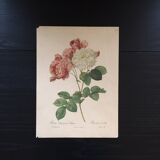 Botanical board reproduction JP Redouté