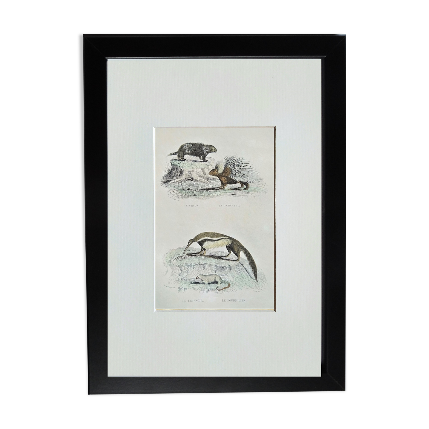 Original zoological plate " urson, porcupine, tamanoir,... - buffon 1840