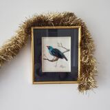 Framing a blue bird in feathers and painting