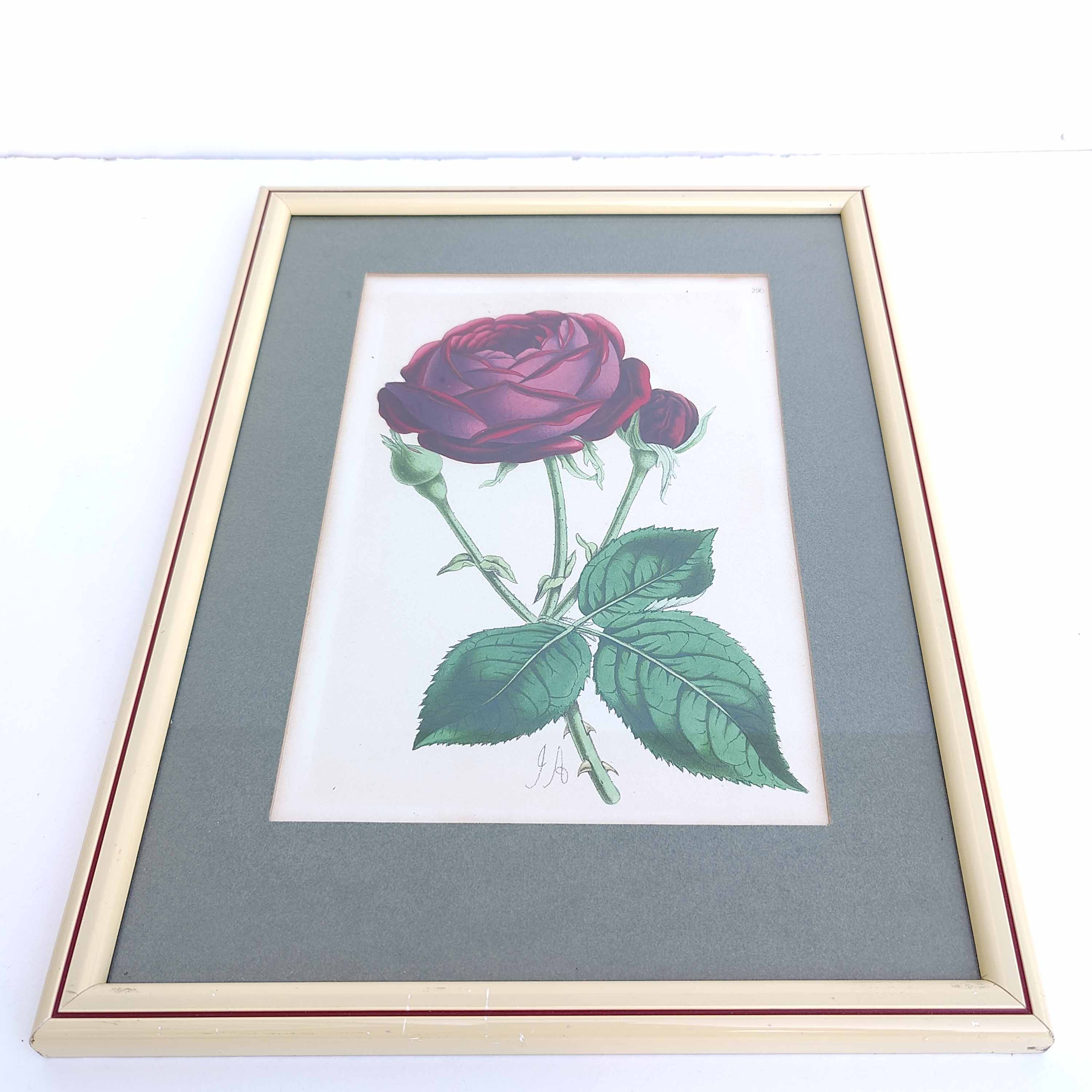 Lithograph botanical illustration pink wooden frame