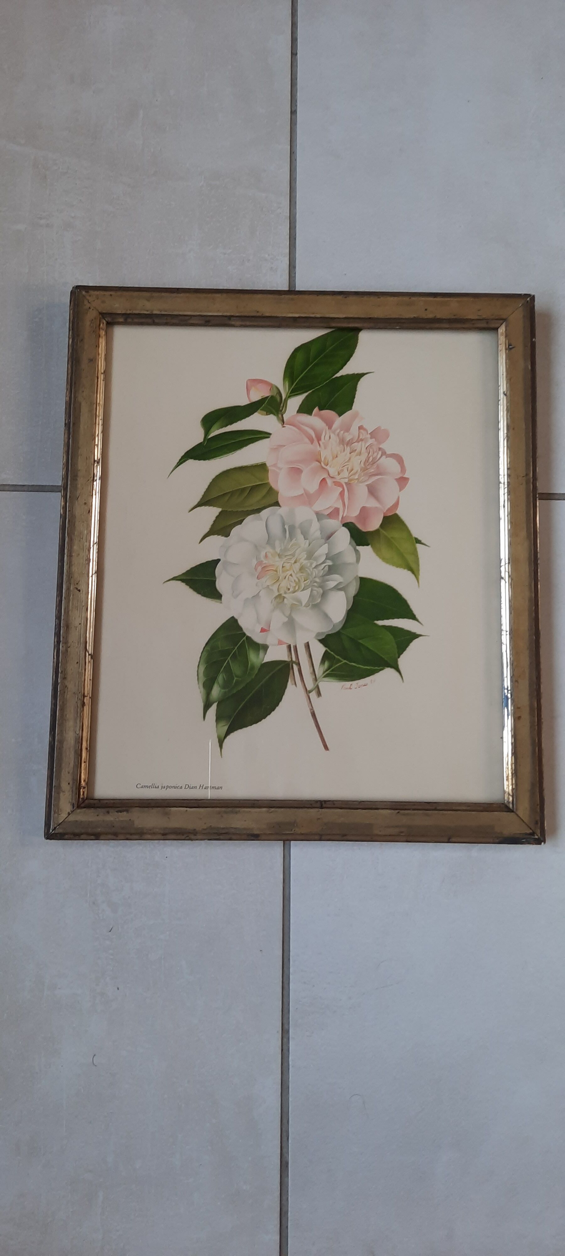 Old golden frame engraving camellia