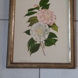 Old golden frame engraving camellia