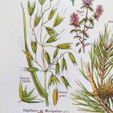 Poster on calming plants, based on a 1928 lithograph