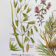 Affiche sur les plantes calmantes, d'après une lithographie de 1928