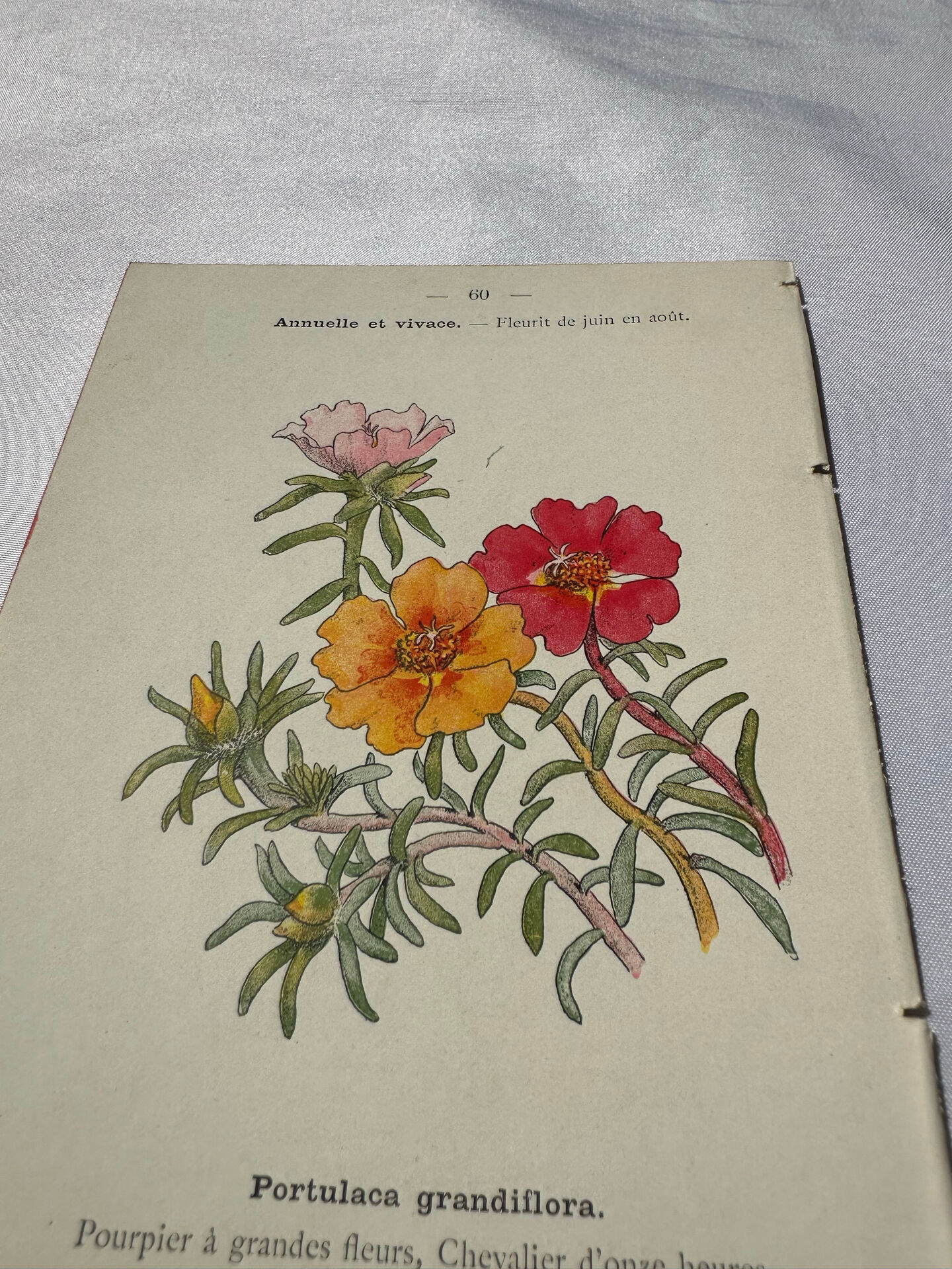 Planche Botanique Gravure naturaliste ancienne 19eme recto verso